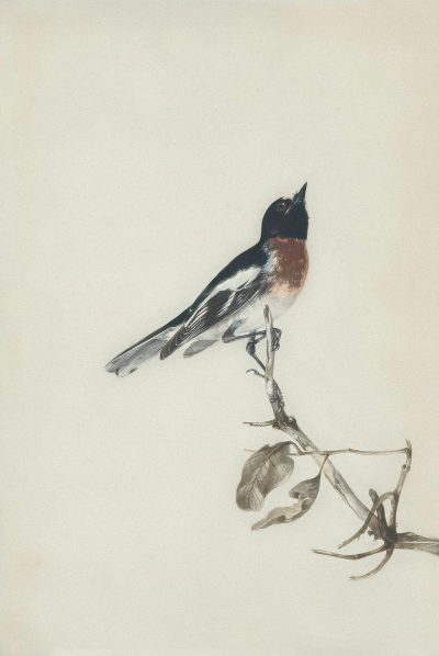 A small bird perched on the end of a branch, colored pencil drawing in the style of [William Klein](https://goo.gl/search?artist%20William%20Klein) and RichardUBLand, with soft muted colors against a white background.